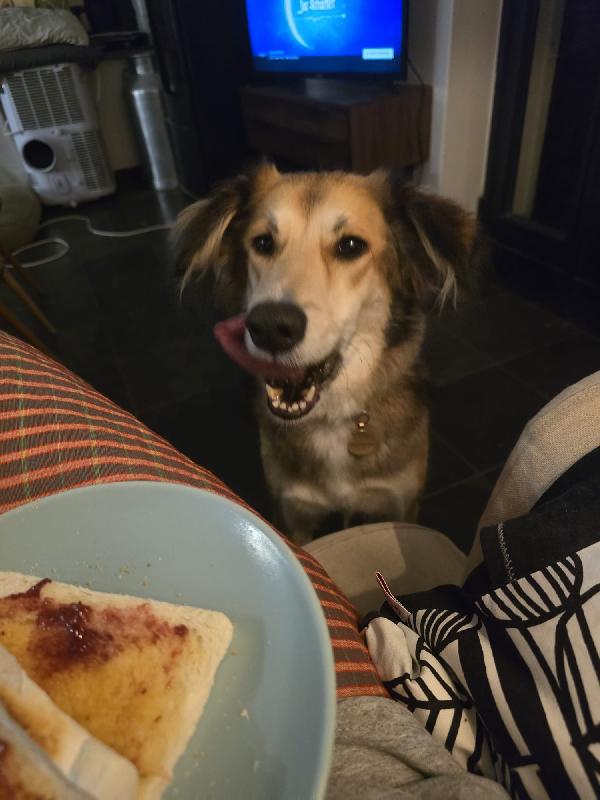 🌸🐾Maggie cerca la sua casa per sempre 🏠💕 Foto 5